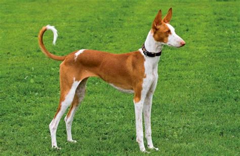 Podenco Ibicenco: carácter, salud, cachorros y precio